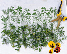 Load image into Gallery viewer, Herbal Print Floursack Cloth Napkins