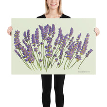 Load image into Gallery viewer, Lavender Poster