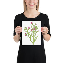 Load image into Gallery viewer, Cane Cholla Poster